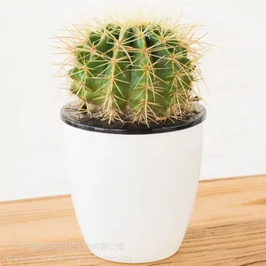 供应广州办公室绿植租赁绿色植物盆栽花绿植基地批发写字楼租金琥仙人球多肉植物
