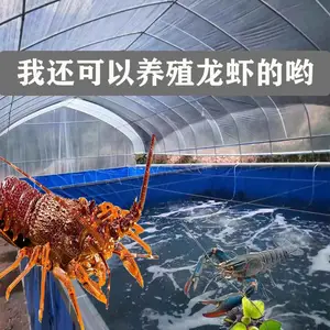 湖北对虾养殖帆布水池养鱼刀刮布水池设计折叠式帆布水池家庭锦鲤养殖池
