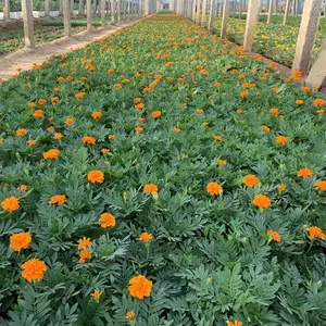 种植橙黄色孔雀草 山东春泥园艺