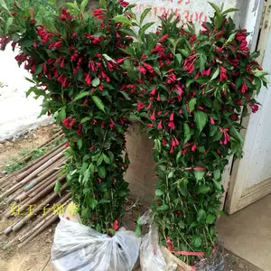 红王子锦带小苗 四季锦带 花叶锦带 丛生锦带树苗 园林绿化苗圃直发