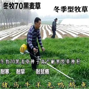 内蒙古通辽常青草种草籽专卖批发草坪种子草种籽