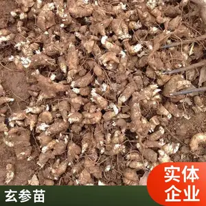 ���������� ��ҩ��������ֲ���� �������� �巽����
