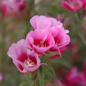 北京绿鑫花种古代稀