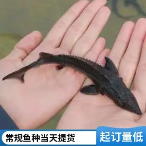 山东泰安本地鲤鱼苗鲟鱼鱼苗养殖场 自产自销 鲤种鲟鱼苗均无病源