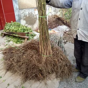 批发核桃树苗 嫁接苗 8518 果苗 薄壳 嫁接果树泰安盛佳苗圃