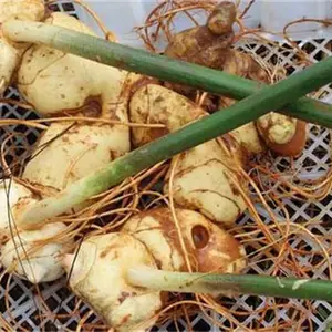 ��������ױڰٲ��춬���Ļƾ�������������