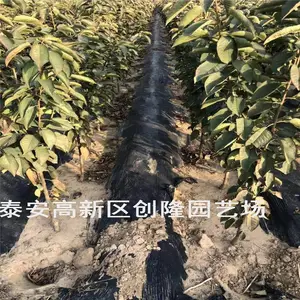 两公分樱桃树苗哪里有_嫁接樱桃树苗多少钱一棵_