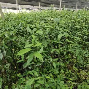 山苍子(木姜子苗)图片展示,山苍子苗价格