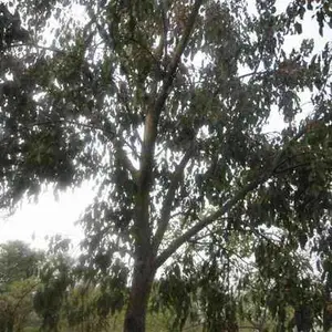 乌桕树价格,红叶乌桕树价格
