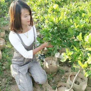 揭阳神秘果苗批发哪里有神秘果