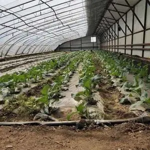 大棚培育有机蔬菜销售