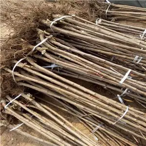山东泰安美早樱桃苗,泰安1公分美早樱桃苗价格