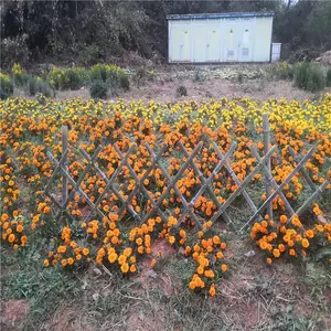 �������ʻ�̳��������դ���������դ��