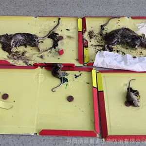 �򽭵���������������������������������Ч��***��