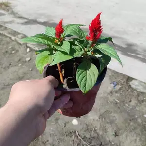 ��Ҷ������ֱ������Ҷ���˫ɫ������Ҷ������