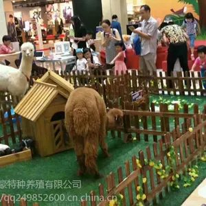 全国动物出租 动物租赁 萌宠表演出租展览互动