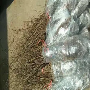 哪买连翘苗,两年连翘苗多分支苗多少钱一棵,中药连翘苗-四川连翘苗价格