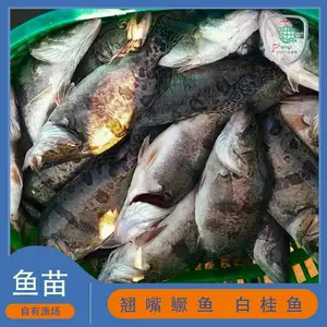 高州市澳渔水产养殖场