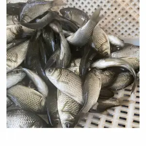 (��Ʒ�֣������� ʵ�������Ʒ����ֳ��˾ ����ѧ��