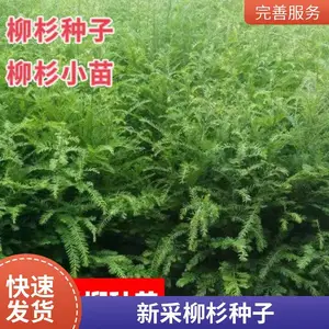 当年纯新柳杉种子 现货供应免费技术指导 产地***格