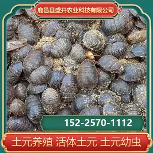 土元养殖 土鳖虫源头基地 大量虫卵 幼虫 批发