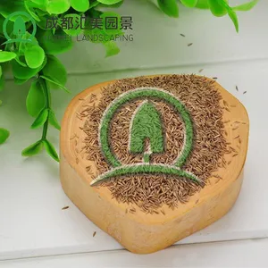 汇美草坪种子批发 高羊茅混播草籽大量出售 护坡草坪撒播