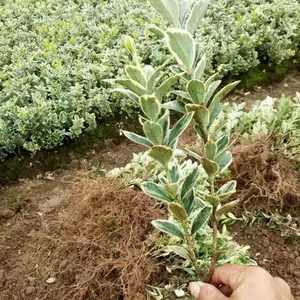 ԰������ֲ�� �ر���� ��߻��� ��ѿ���ͷ�֦��ǿ ��ƶ�