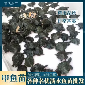 2021年甲鱼苗大规格甲鱼苗出售鲜活发货