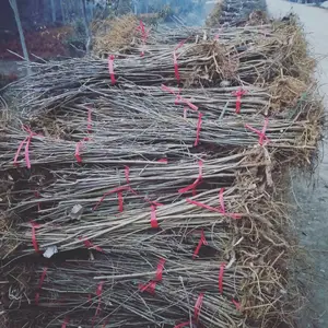 ���������Բ�����6���ֹ����۸�40Ԫһ�� ���ȫ ������