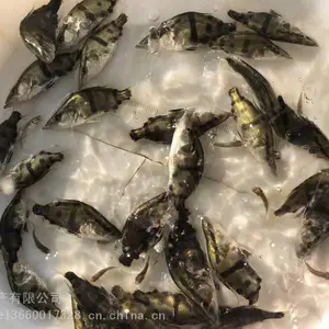 �����й����������Ż�