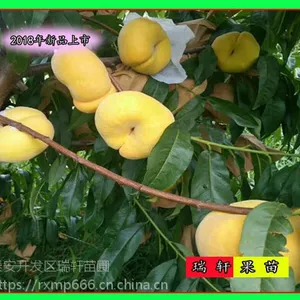 浓甜的中蟠桃11 嫁接中蟠11桃苗产地直销