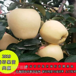 ***维纳斯黄金苹果树苗价格 2年成苗优势介绍