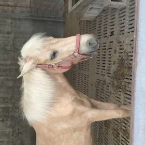 小马驹 小马驹养殖基地 德保矮马养殖基地 河南小马驹养殖场