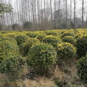 福建金禾女贞球批发 金禾女贞基地 金禾女贞杯苗 地苗
