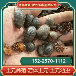 养殖土元 自家养殖 成活*** 室内恒温 露天散养