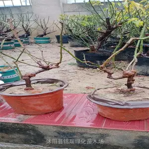 【龙游梅盆景 盆栽龙游梅 龙游梅造型】视频图片及专卖信息看这里