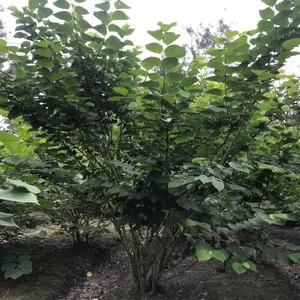 丛生紫荆树价格 成都丛生紫荆树批发基地 丛生紫荆绿化苗木报价 四川紫荆树价格 紫荆树苗木报价