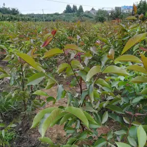 一根棍樱桃苗价格-淄博一根棍樱桃苗-鑫农园艺果树苗基地