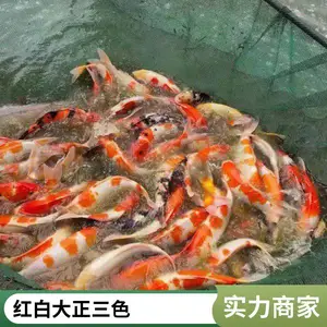 广 德锦鲤，优质锦鲤鱼 观赏鱼 吃奶鱼 耐活好养 发货速度快