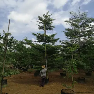 广西小叶揽仁