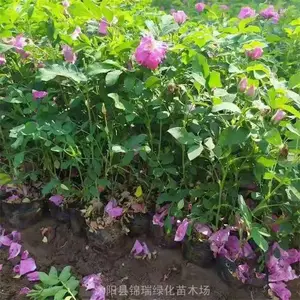 Ũ�����ļ�õ�� ԰��ͥԺ�����̻� �༾���� �ɹ��Ϳ�ʳ��