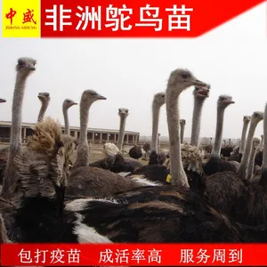 巨型非洲鸵鸟苗批发 澳洲鸵鸟苗多少钱一只价格包打疫苗高成活率