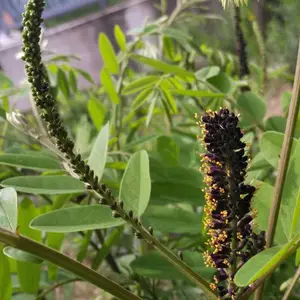晋城营养杯紫穗槐小苗-龙博紫穗槐(推荐商家)