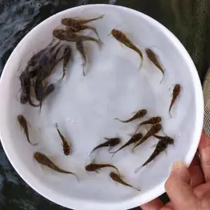 ��ɫ��ˮ����ֳ�ƹ���_����ˮ���ƹ�����_���***�ƹ������������
