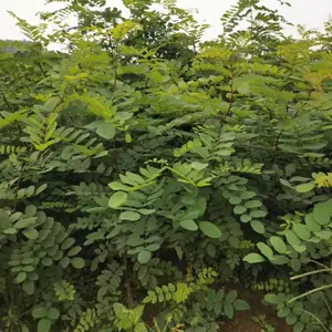 国内刺槐树苗基地 陕西汉中刺槐苗批发多少钱 批发多少钱