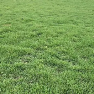 大量出售贵州台湾二号中华结缕草基地 混播草皮基地