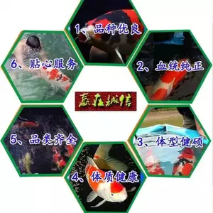 杭州锦鲤批发 按斤称红白淡水人工养殖可基地现场挑鱼