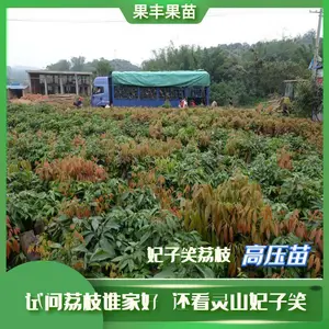 ����Ц��֦�޽ӱ��罡׳�޲���ͼƬ��ֲ��������