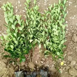 盆栽大叶黄杨 不仅便宜成活率还好 公路街道绿化栽植绿篱 四季常青