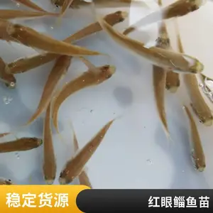 红眼鲻鱼苗大量供应 成活*** 生长速度快 空运全国